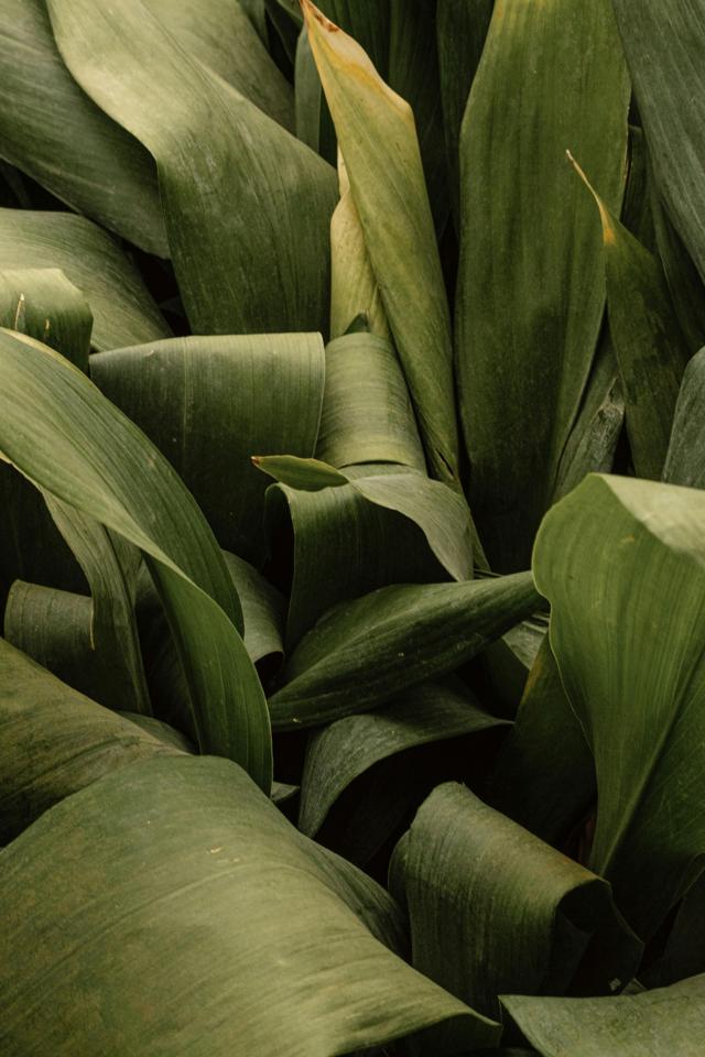 Detailed view of overlapping green leaves in a natural setting, showcasing texture and color.